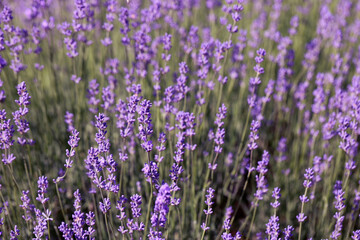 Lavender field lavender bloom lavender plants summer sunny day butterflies bees flying floral meadow fragrance purple nature romantic scene countryside natural beauty relaxing scent