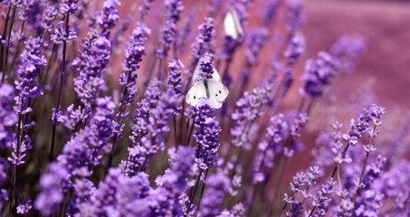 Lavender field lavender bloom lavender plants summer sunny day butterflies bees flying floral meadow fragrance purple nature romantic scene countryside natural beauty relaxing scent