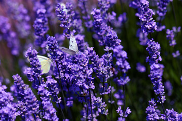 Lavender field lavender bloom lavender plants summer sunny day butterflies bees flying floral meadow fragrance purple nature romantic scene countryside natural beauty relaxing scent