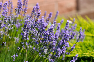 Lavender field lavender bloom lavender plants summer sunny day butterflies bees flying floral meadow fragrance purple nature romantic scene countryside natural beauty relaxing scent