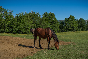 Obraz premium Horse white stripe in a fence, Tuscany Italy