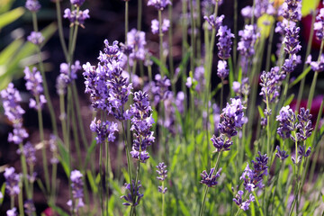 Lavender field lavender bloom lavender plants summer sunny day butterflies bees flying floral meadow fragrance purple nature romantic scene countryside natural beauty relaxing scent