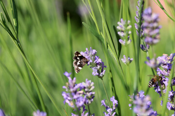 Lavender field lavender bloom lavender plants summer sunny day butterflies bees flying floral meadow fragrance purple nature romantic scene countryside natural beauty relaxing scent