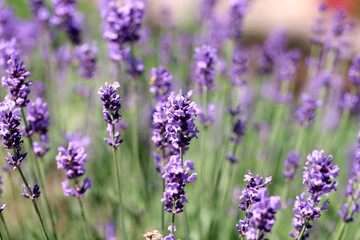 Lavender field lavender bloom lavender plants summer sunny day butterflies bees flying floral meadow fragrance purple nature romantic scene countryside natural beauty relaxing scent