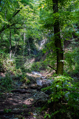 path in the woods