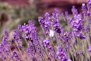 Lavender field lavender bloom lavender plants summer sunny day butterflies bees flying floral meadow fragrance purple nature romantic scene countryside natural beauty relaxing scent