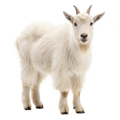 Fototapeta premium Bovid png hoofed mammal png ruminant animal png horned animal png wild cattle png grazing animal png large herbivore png bison relative png transparent background image