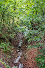 trail in the woods