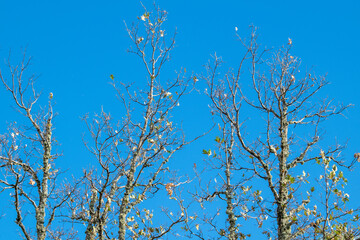 Bare tree branches against a clear blue sky