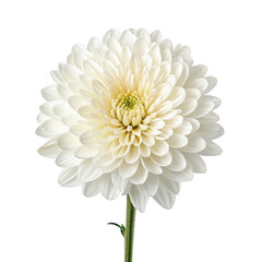 Chrysanthemum flower png mum flower png autumn bloom png garden flower png decorative bloom png florist flower png seasonal flower png fall flower png transparent background image