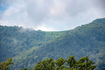 mountain landscape with trees