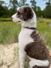 Fototapeta premium Dog Sitting Calmly Outdoors in a Grassy Field With Natural Backdrop Under Clear Sky