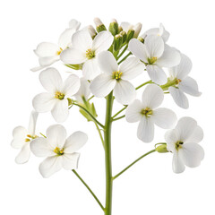 Obraz premium Dame�s rocket flower png purple wildflower bloom png fragrant garden plant png tall spring flower png ornamental bloom png transparent background image