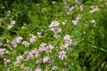 Field of pink flowers