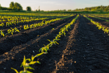 Rows of young corn plants flourish in rich soil, bathed in warm light during a peaceful evening on...
