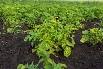 Healthy potato plants thrive in a vast rural field, showcasing vibrant green foliage and rich dark...