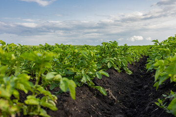 Rows of healthy potato plants stretch across a rural field, thriving in the black soil beneath a...