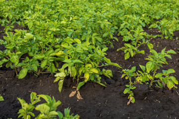 Vibrant potato plants grow densely in a rural field, highlighting their lush green leaves and...