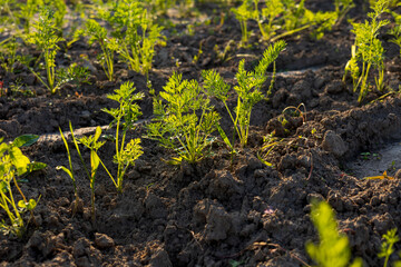 Clusters of vibrant green carrot tops sprout from rich, dark soil in a sunny garden, showcasing the beauty of organic farming