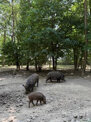 Sangliers, Réserve de Beaumarchais, Autrèche, France