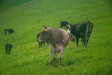 cows in the meadow