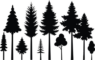 Fototapeta premium Silhouettes of evergreen trees in a forest setting