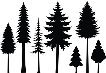 Fototapeta premium Silhouettes of evergreen trees in a forest setting