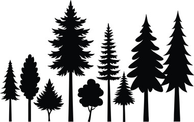Fototapeta premium Silhouettes of evergreen trees in a forest setting