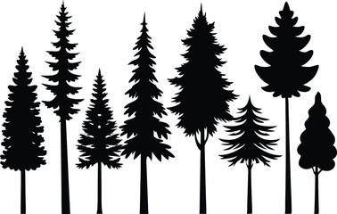 Fototapeta premium Silhouettes of evergreen trees in a forest setting
