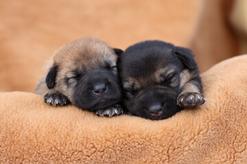 Cute sleeping puppies. Beautiful little dogs lie on bedspread.