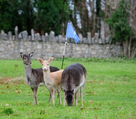 Fallow deer hinds and fawn