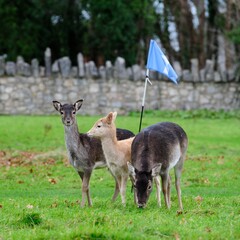 Fallow deer hinds and fawn