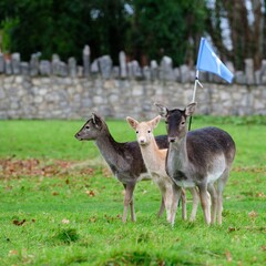 Fallow deer hinds and fawn