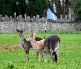 Fallow deer hinds and fawn