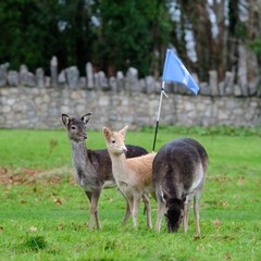 Fallow deer hinds and fawn