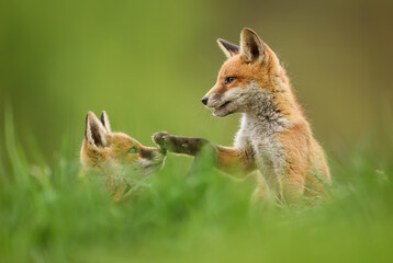 Cute young red fox ( Vulpes vulpes )