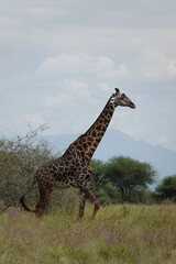 giraffe walking in front of mountains in the Serengeti, Tanzania
