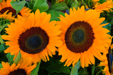Bunch of sunflowers in bloom
