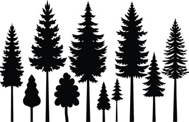 Fototapeta premium Silhouettes of various evergreen trees in a forest