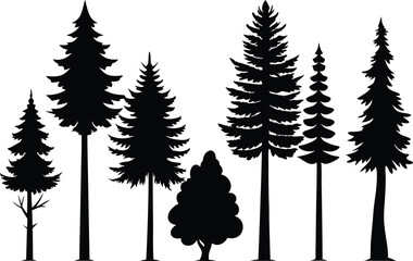 Fototapeta premium Silhouettes of various evergreen trees in a forest