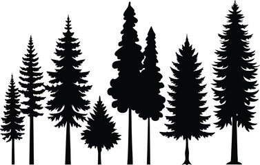 Fototapeta premium Silhouettes of evergreen trees in a forest scene