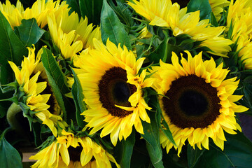 Bunch of sunflowers in bloom