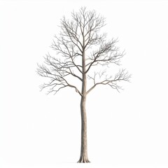 Obraz premium Tall Bare Tree on White Background