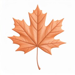 Obraz premium Detailed Orange Maple Leaf Isolated on White