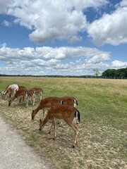 Fototapeta premium Daims, Réserve de Beaumarchais, Autrèche, France
