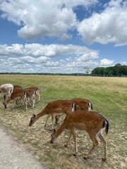 Daims, Réserve de Beaumarchais, Autrèche, France