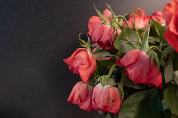 Coral fading roses on grain dark background