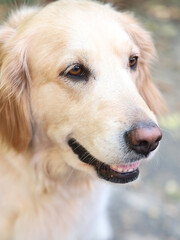 Portrait of a cute Golden Retriever dog outddor. High quality photo