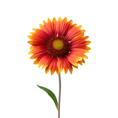Gaillardia flower png blanket flower bloom png red yellow garden flower png summer daisy type plant png vibrant bloom png transparent background image