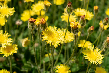 Hieracium Peleterianum plant in Saint Gallen in Switzerland 24.5.25